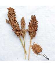 Sorghum blanc