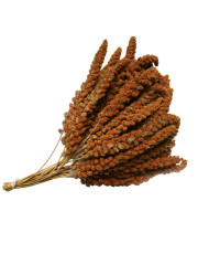 Millet rouge en grappes (Anjou)