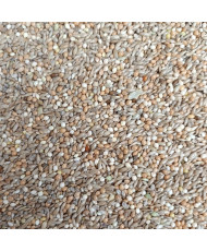 Hoebregts 222 Exoten Goulds (Michotte) 4 kg