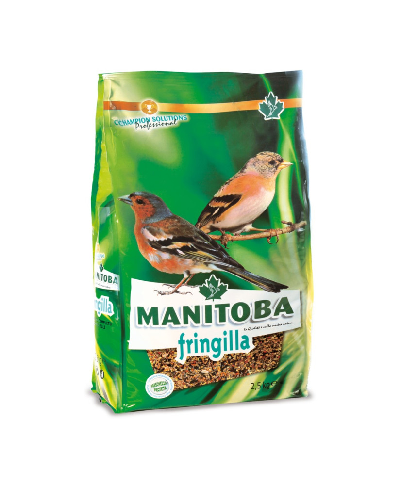Manitoba Pinsons d'arbres Fringilla