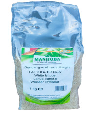 Laitue blanc 1 kg - Manitoba