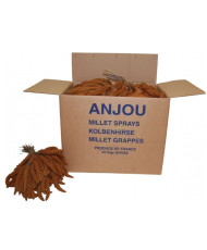 Millet rouge en grappes...