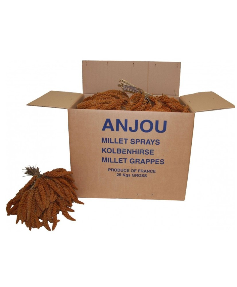 Millet rouge en grappes (Anjou) 17 kg