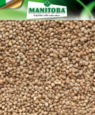Kempzaad 1kg - Manitoba