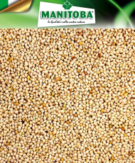Millet wit 1kg - Manitoba