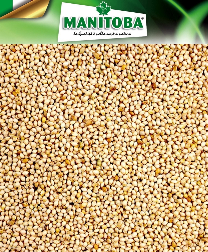 Millet wit 1kg - Manitoba