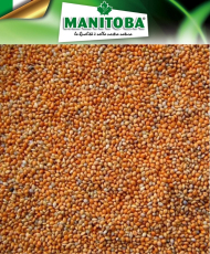 Panis rouge 1kg - Manitoba