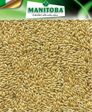 Plat witzaad 1kg - Manitoba