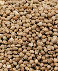 Kempzaad grof (hennepzaad) 1kg - hengelsport