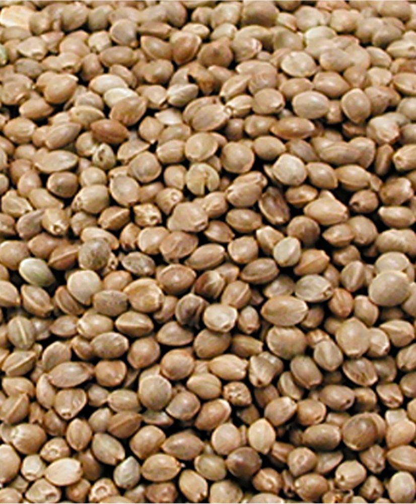 Chanvre monstre 1kg - appâts pour la pêche