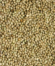 Kempzaad (hennepzaad) 1kg