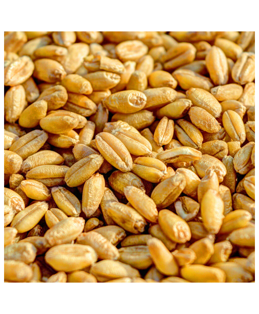 Blé 1kg