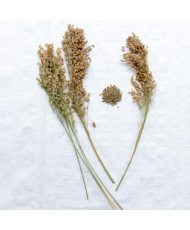 Pluimgierst (panicum) groen 500g