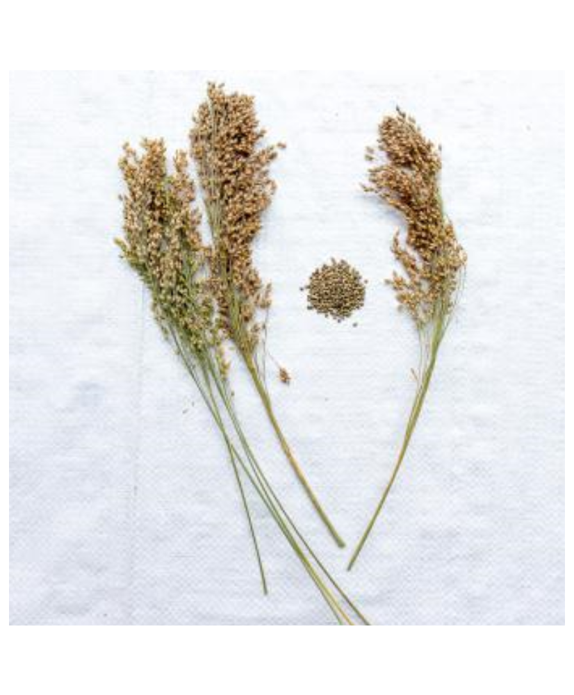 Pluimgierst (panicum) groen 500g