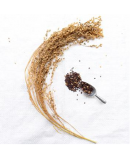 Pluimgierst (panicum) zwart 500g