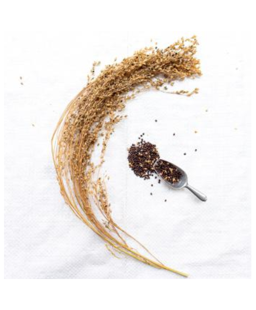 Pluimgierst (panicum) zwart 500g