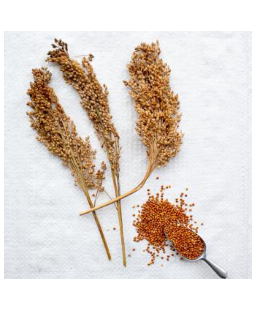 Pluimgierst (panicum) rood 500g