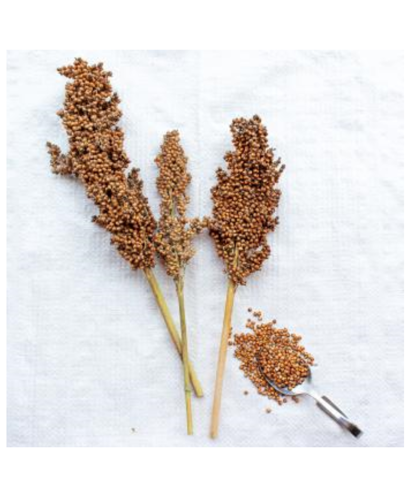 Sorgo blanc 500g