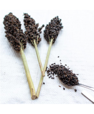Sorghum zwart