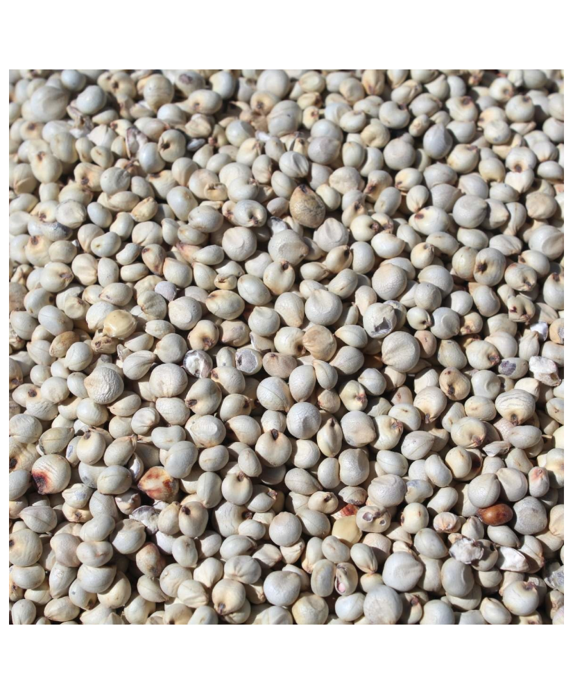 Dari 1kg