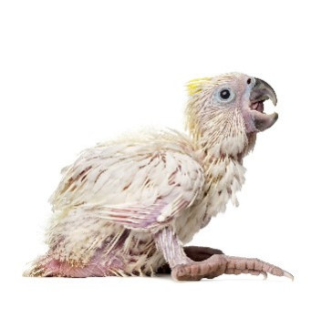 Hoogwaardige Voeding voor de handopfok van papegaaien en andere vogels